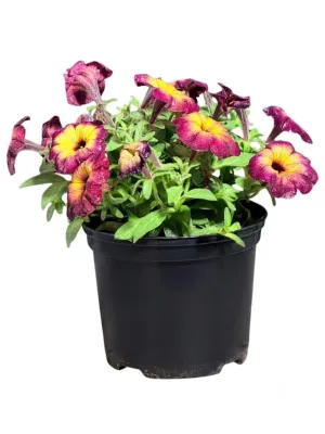 Petunia x Hybrida "Cosmic Moonstruck Petunia 15cmPot