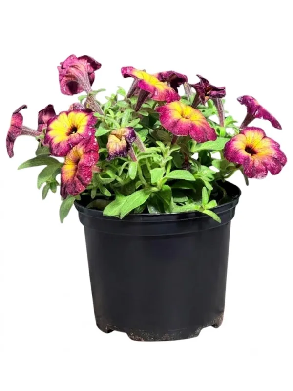 Petunia x Hybrida "Cosmic Moonstruck Petunia 15cmPot