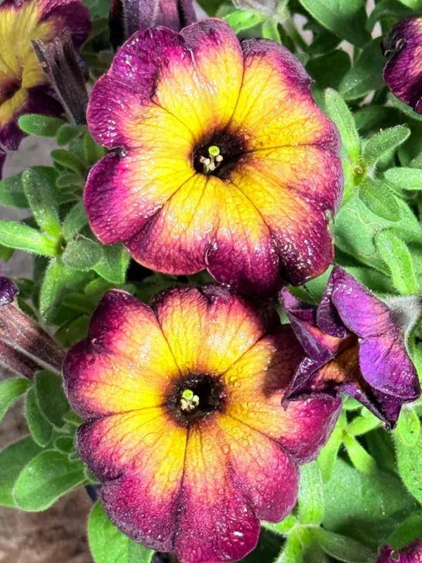 Petunia x Hybrida "Cosmic Moonstruck Petunia 15cmPot