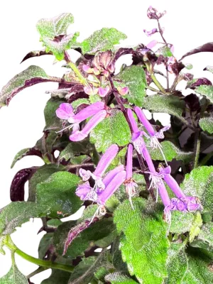 Plectranthus Mona Lavender "Spur Flower" 2Liter