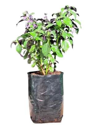 Plectranthus Mona Lavender "Spur Flower" 2Liter