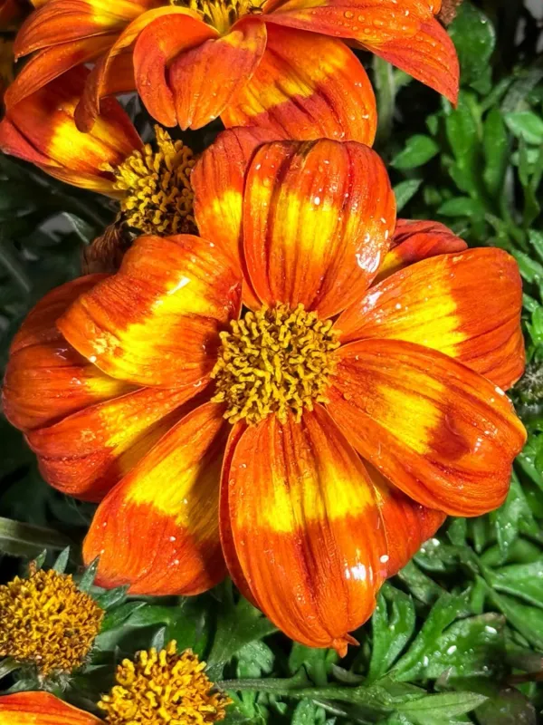 Bidens Ferulifolia "Hot &amp; Spicy Bidens" 17cmPot