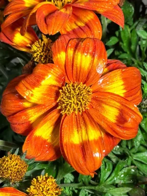 Bidens Ferulifolia "Hot &amp; Spicy Bidens" 17cmPot