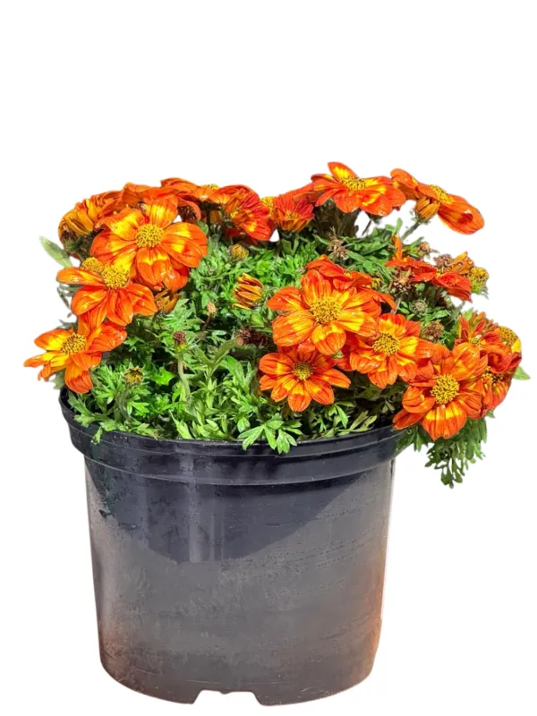 Bidens Ferulifolia "Hot &amp; Spicy Bidens" 17cmPot