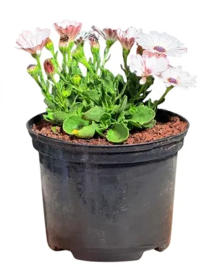 Osteospermum Ecklonis "Summersmile Rosy White African Daisy" 17cmPot