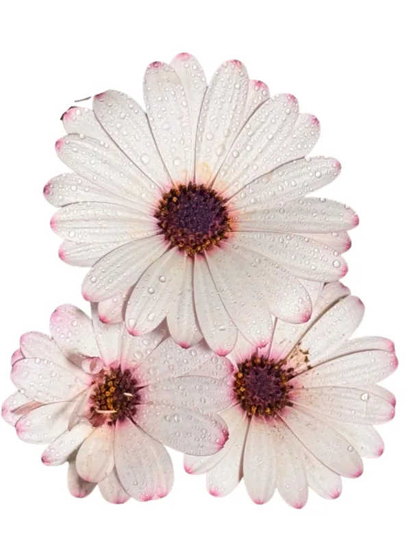 Osteospermum Ecklonis "Summersmile Rosy White African Daisy" 17cmPot