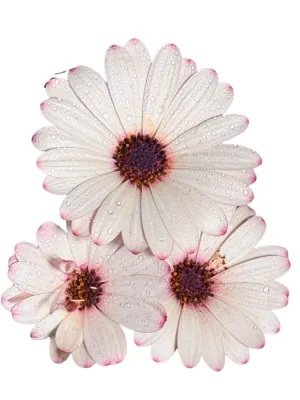 Osteospermum Ecklonis "Summersmile Rosy White African Daisy" 17cmPot