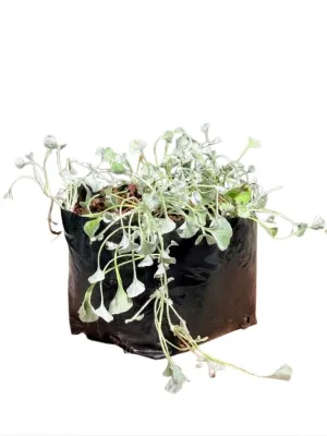 Dymondia Margaretae "Silver Falls" 3Liter