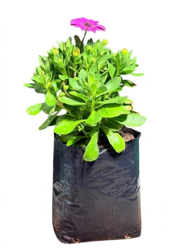 Osteospermum Ecklonis "Mixed Colors" 4Liter