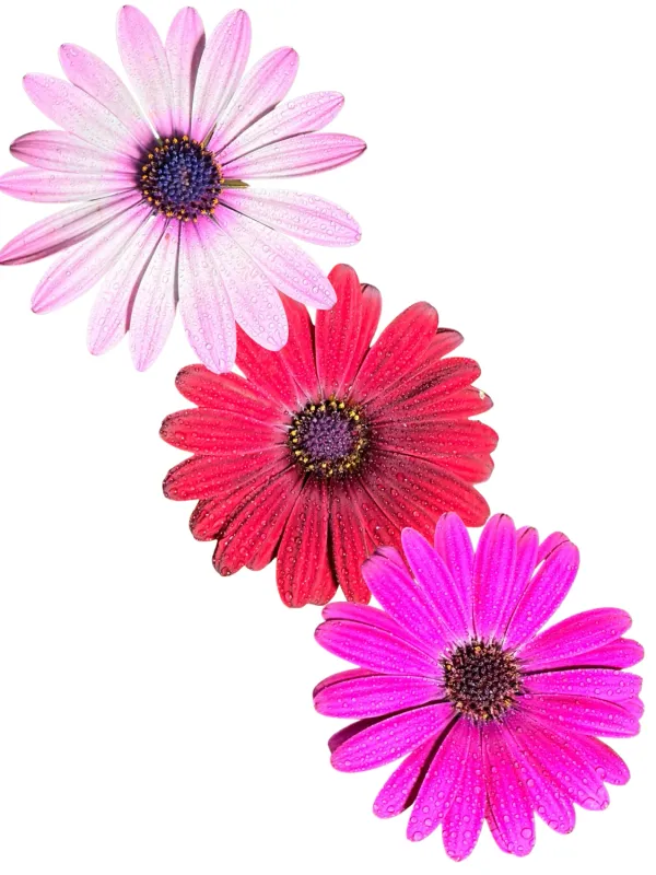 Osteospermum Ecklonis "Mixed Colors" 4Liter