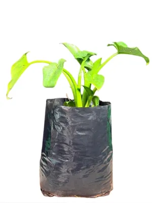 Zantedeschia Aethiopica "White Arum Lily" 5Liter
