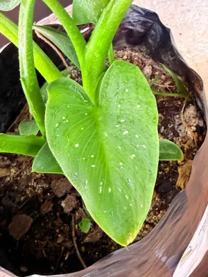 Zantedeschia Aethiopica "White Arum Lily" 5Liter
