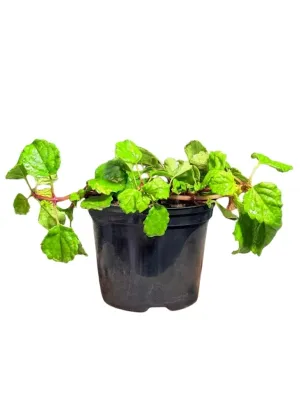 Plectranthus Verticillatus "Money Plant" 15cmPot