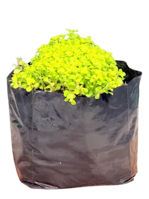 Sedum Makinoi "Creeping Stonecrop" 3Liter Sedum Makinoi "Creeping Stonecrop" 3Liter