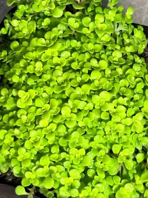 Sedum Makinoi "Creeping Stonecrop" 3Liter