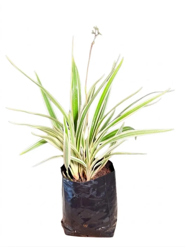 Dianella Tasmanica "Variegated Flax Lily" 2Liter