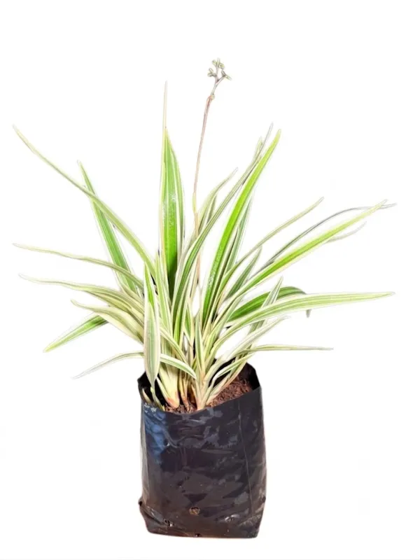 Dianella Tasmanica "Variegated Flax Lily" 2Liter