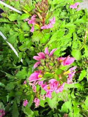 Scaevola Aemula "Touch Baby Pink" Hanging Basket 20cm
