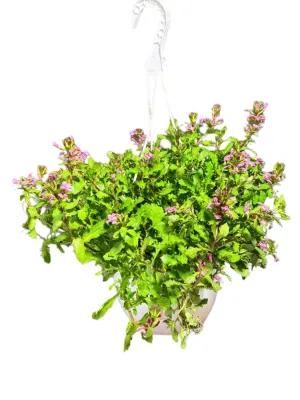 Scaevola Aemula "Touch Baby Pink" Hanging Basket 20cm
