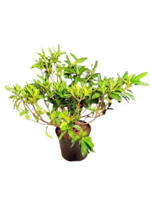 Rhododendron Indicum "Azalea Alba" 17cmPot