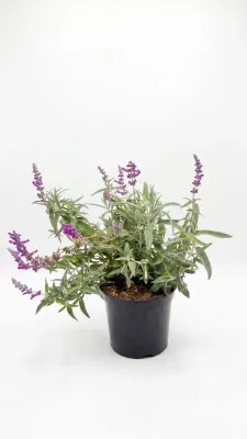 Salvia Leucantha "Purple Velvet Sage" 19cmPot