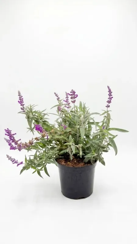 Salvia Leucantha "Purple Velvet Sage" 19cmPot