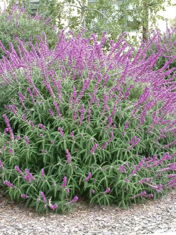 Salvia Leucantha "Purple Velvet Sage" 19cmPot