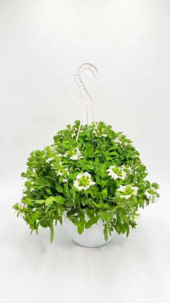 Scaevola Aemula "Touch White" Hanging Basket 20cm