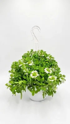 Scaevola Aemula "Touch White" Hanging Basket 20cm