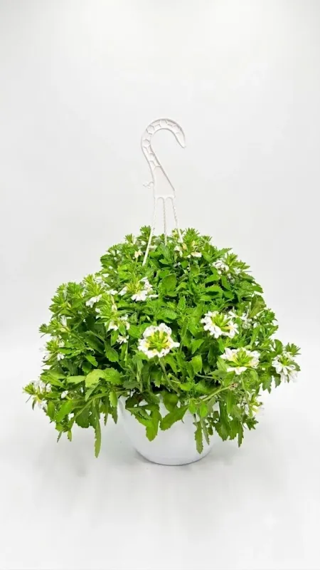 Scaevola Aemula "Touch White" Hanging Basket 20cm