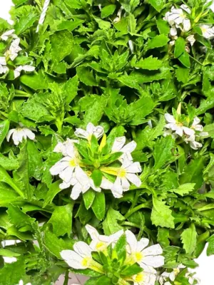 Scaevola Aemula "Touch White" Hanging Basket 20cm