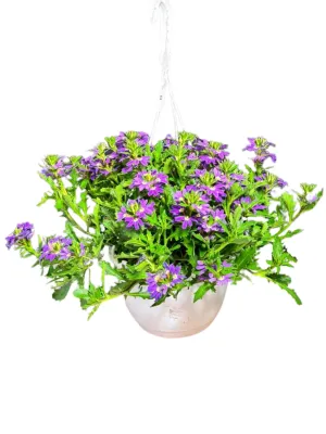 Scaevola Aemula "Touch Purple" Hanging Basket 20cm