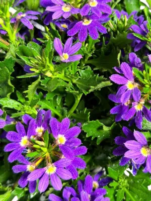Scaevola Aemula "Touch Purple" Hanging Basket 20cm