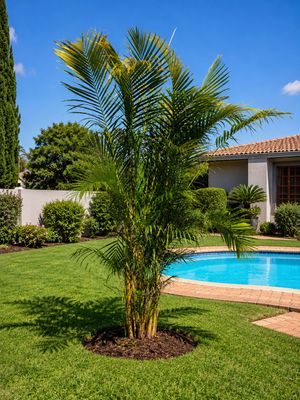 Chamaedorea Seifrizii "Bamboo Palm" 3-4Meters High 40Liters