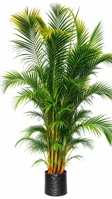Chamaedorea Seifrizii "Bamboo Palm" 3-4Meters High  40Liters