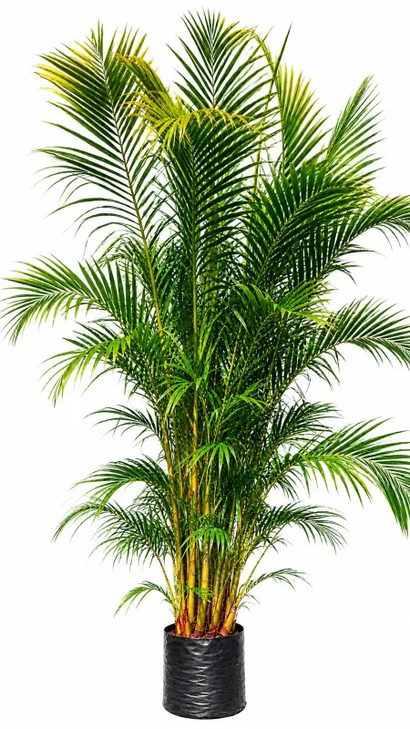 Chamaedorea Seifrizii "Bamboo Palm" 3-4Meters High 40Liters Chamaedorea Seifrizii "Bamboo Palm" 3-4Meters High 40Liters