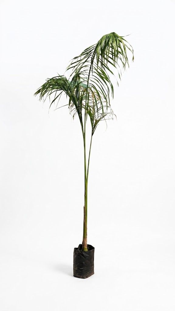 Roystonea Regia "Royal Palm" 2-3Meters High  20Liter