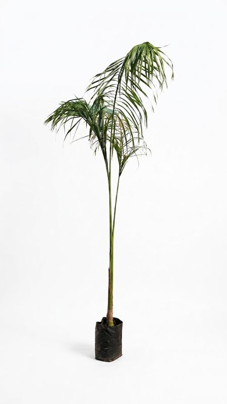 Roystonea Regia "Royal Palm" 2-3Meters High 20Liter Roystonea Regia "Royal Palm" 2-3Meters High 20Liter