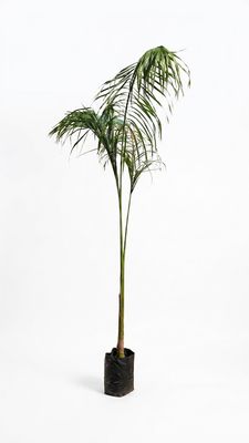 Roystonea Regia "Royal Palm" 2-3Meters High  20Liter