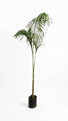 Roystonea Regia "Royal Palm" 2-3Meters High  20Liter