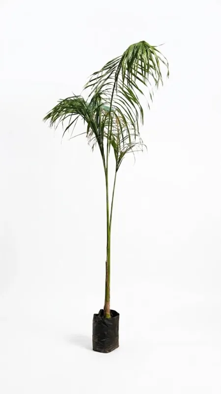 Roystonea Regia "Royal Palm" 2-3Meters High 20Liter Roystonea Regia "Royal Palm" 2-3Meters High 20Liter