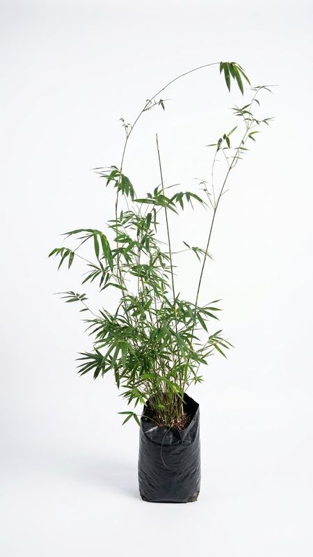 Bambusa Multiplex "Golden Goddess Bamboo" 20Liter Bambusa Multiplex "Golden Goddess Bamboo" 20Liter