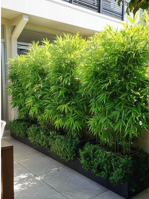 Bambusa Multiplex "Golden Goddess Bamboo" 20Liter