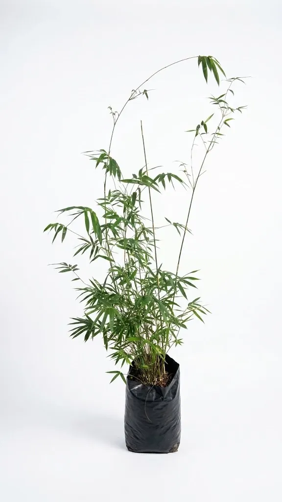 Bambusa Multiplex "Golden Goddess Bamboo" 20Liter