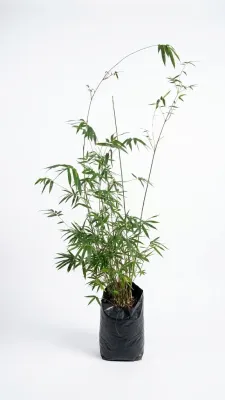 Bambusa Multiplex "Golden Goddess Bamboo" 20Liter Bambusa Multiplex "Golden Goddess Bamboo" 20Liter
