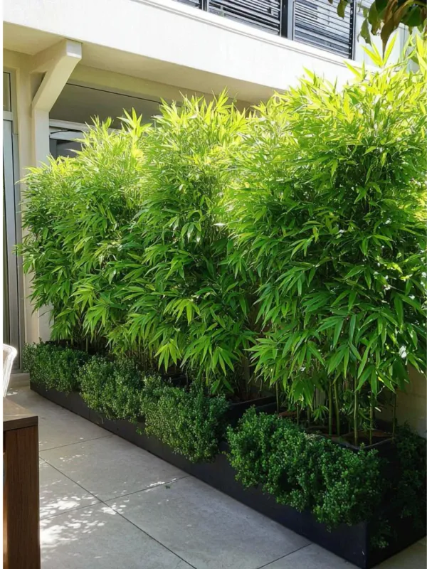 Bambusa Multiplex "Golden Goddess Bamboo" 20Liter
