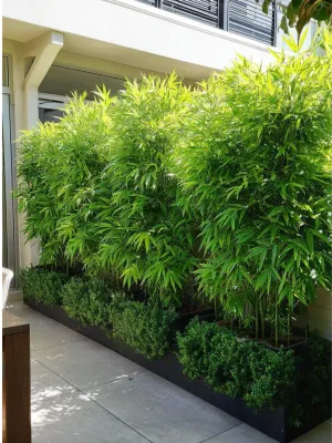 Bambusa Multiplex "Golden Goddess Bamboo" 20Liter
