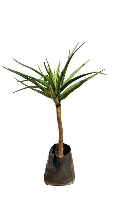 Aloidendron Barberae "Tree Aloe" 40Liter Aloidendron Barberae "Tree Aloe" 40Liter