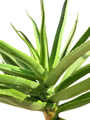 Aloidendron Barberae "Tree Aloe" 40Liter