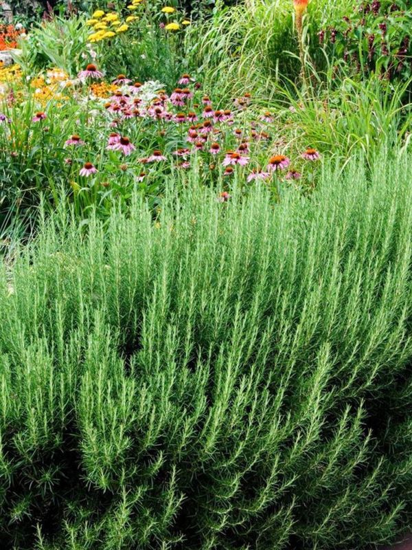 Rosmarinus "Ginger Rosemary" 17cmPot